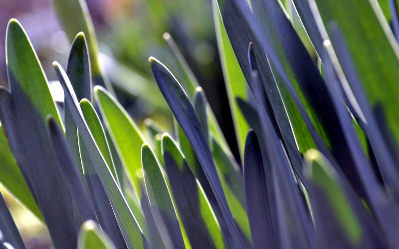 Close-up of Green Leaves — Natural, Afternoon