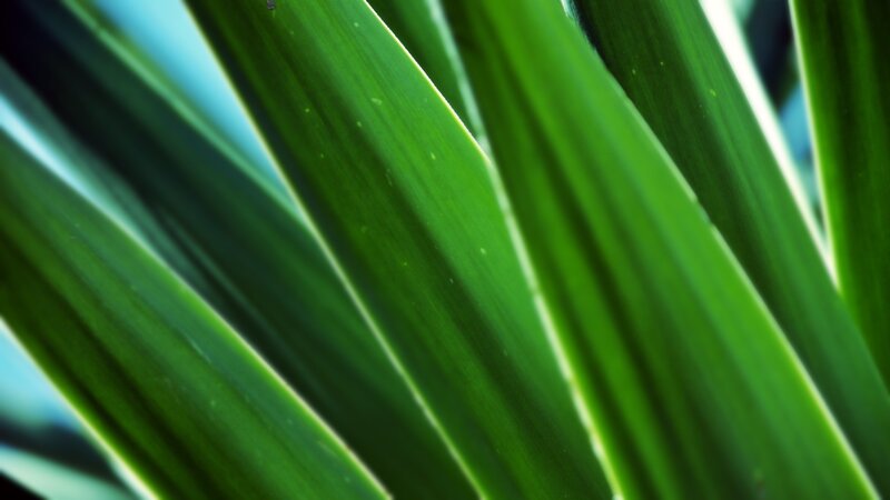 Close-up of Green Leaves — Natural, Photograph, Light