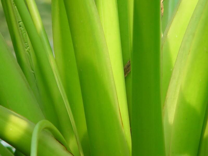 Close-up of Green Leaves — Natural, Photograph