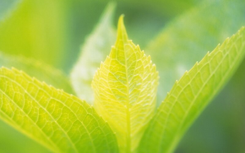 Close-up of Green Leaves — Serene, Morning