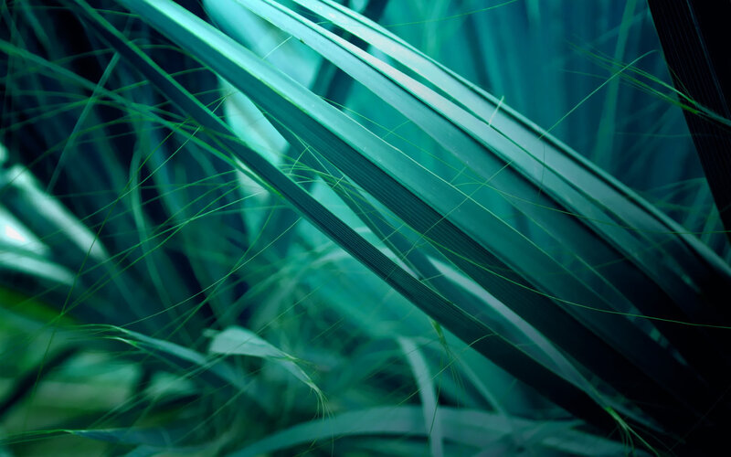 Close-up of Green Leaves — Serene, Photograph, Grass
