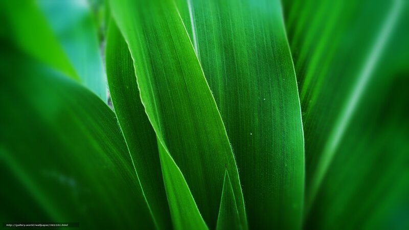 Close-up of Green Leaves — Serene, Photograph, Light