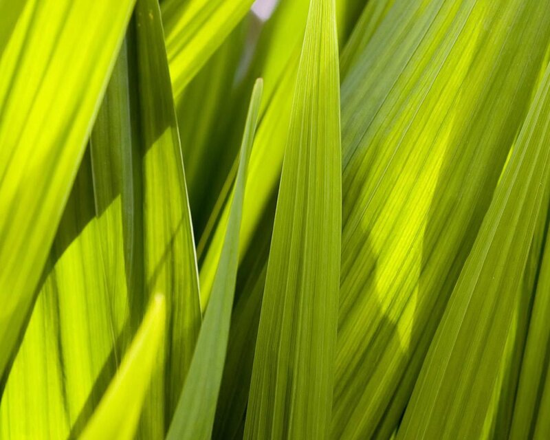 Close-up of Green Leaves — Serene