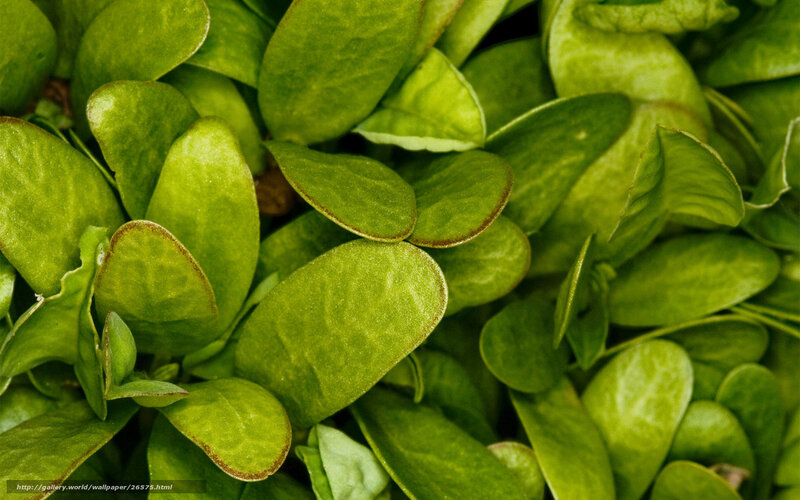 Close-up of green leaves