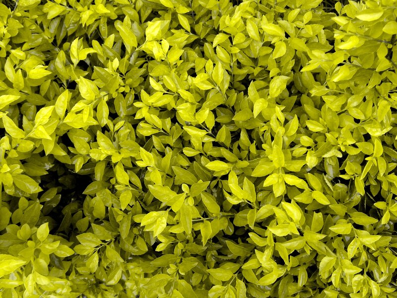 Close-up of Green Leaves — Yellow-green