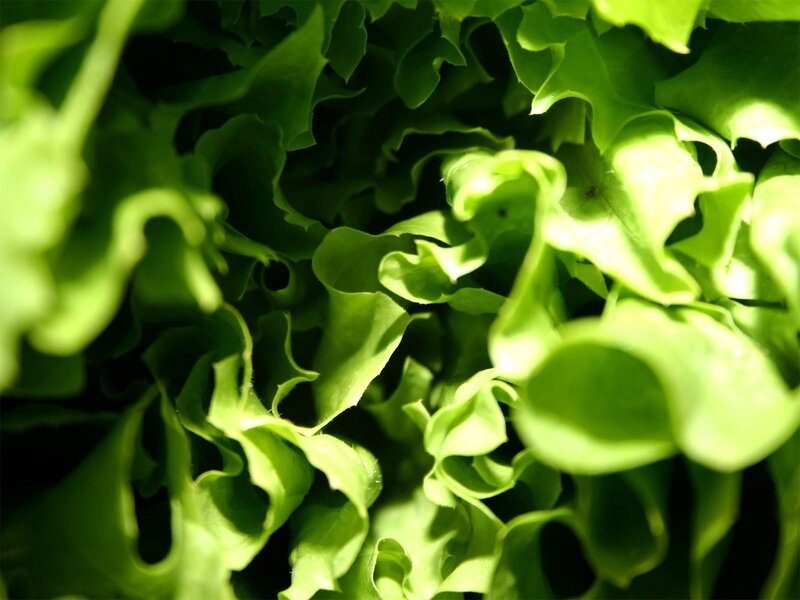Close-up of green lettuce leaves
