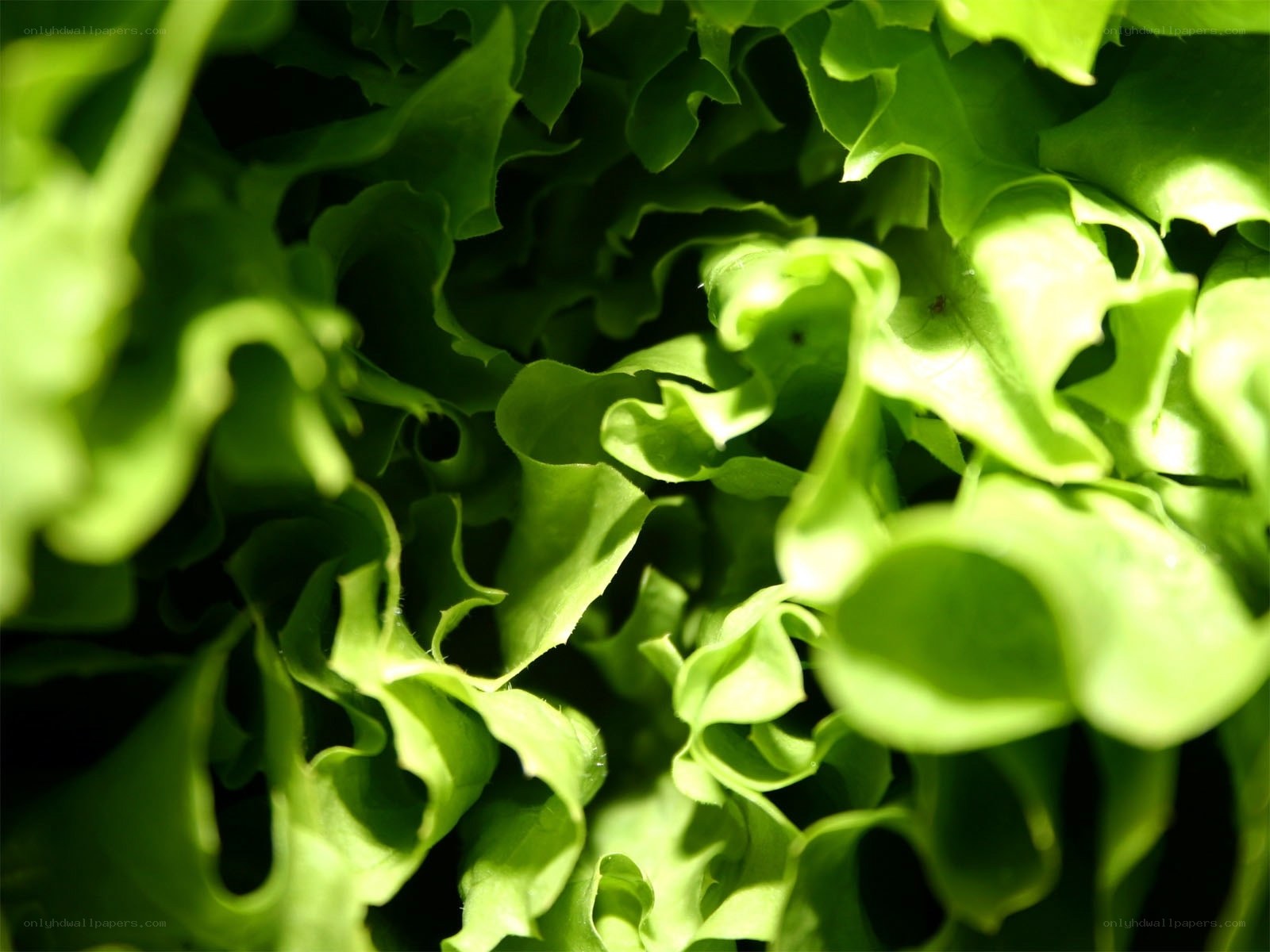 Close-up of green lettuce leaves