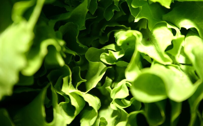 Close-up of Green Lettuce