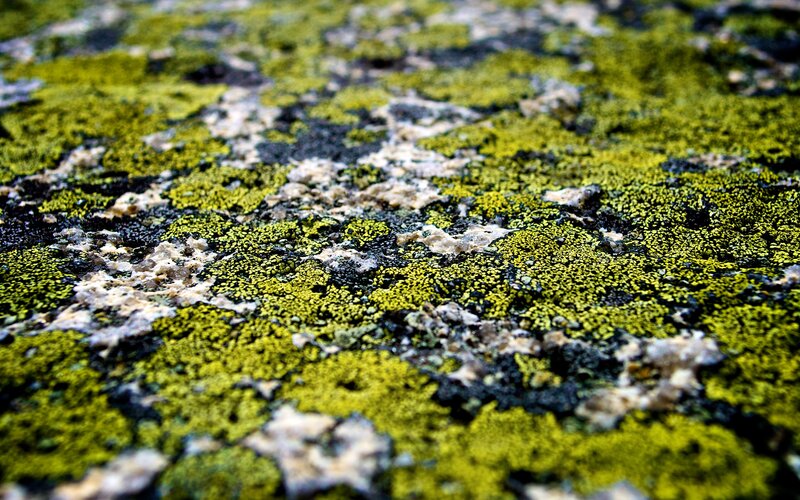 close-up of green lichen on rock