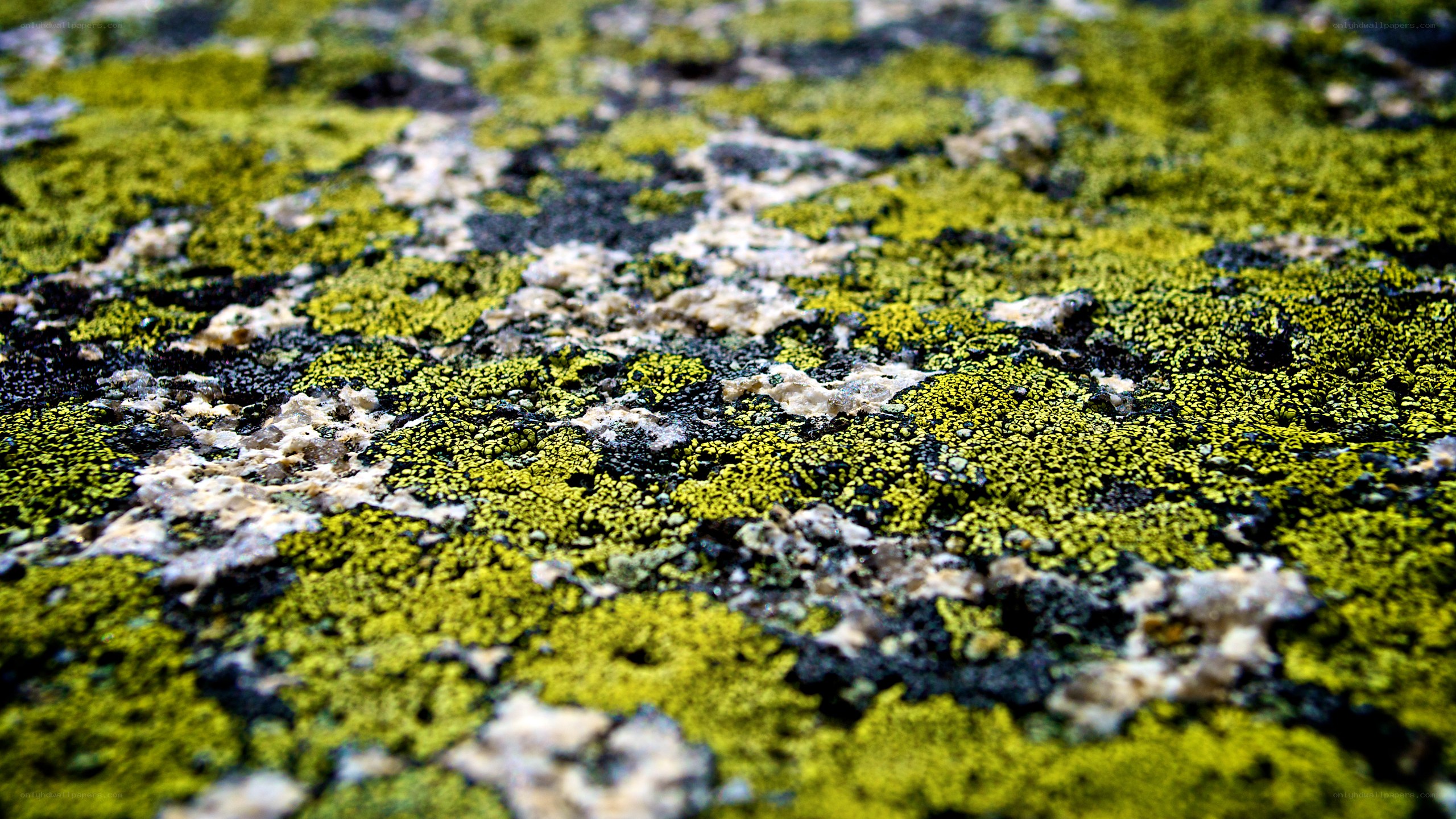 close-up of green lichen