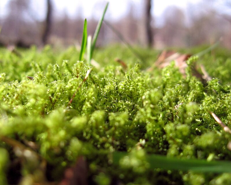 Close-up of green moss