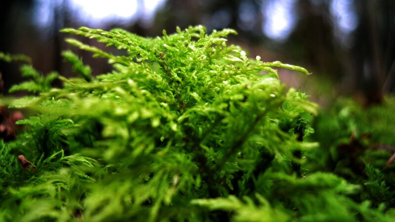 Close-up of green moss