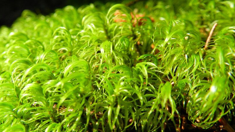 Close-up of green moss