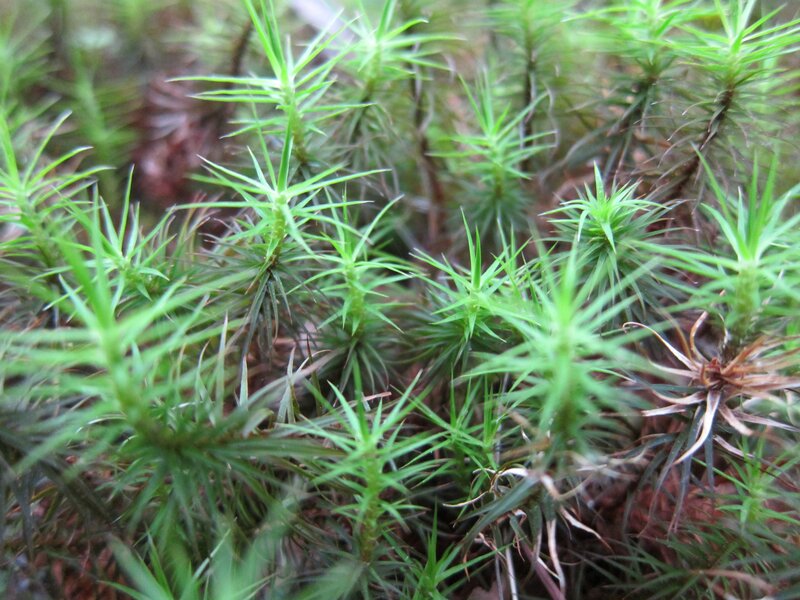 Close-up of green moss
