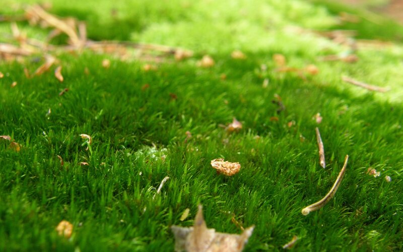 Close-up of green moss