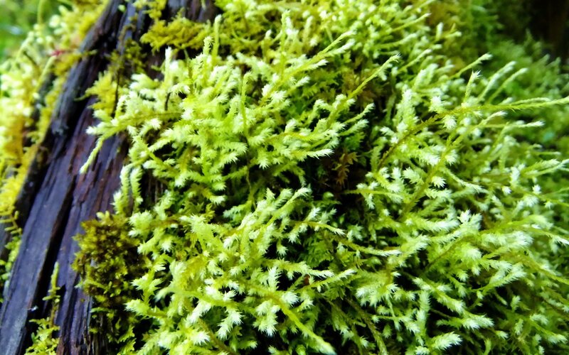 Close-up of green moss