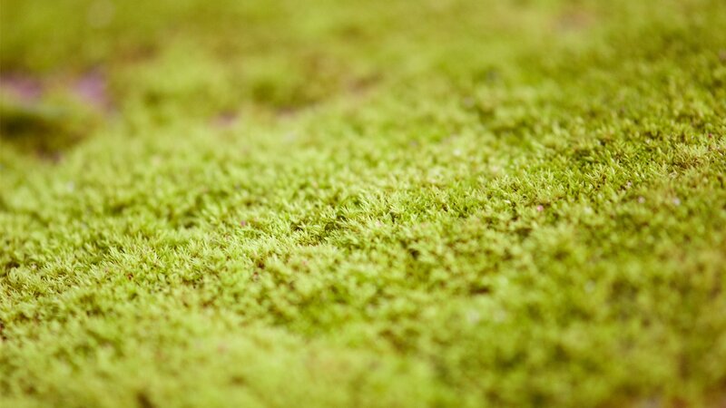 close-up of green moss