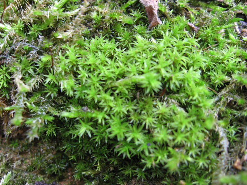close-up of green moss
