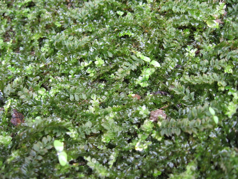 close-up of green moss