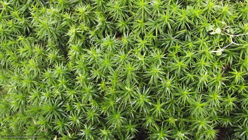 Close-up of green moss