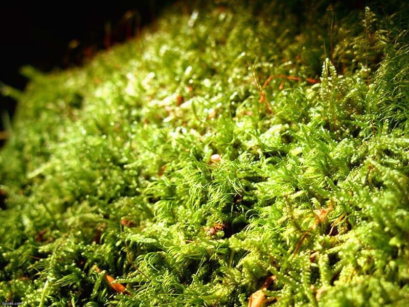 Close-up of green moss