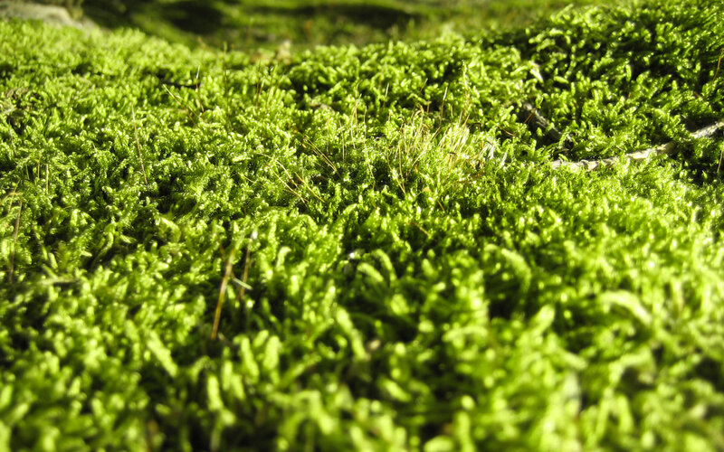 Close-up of green moss