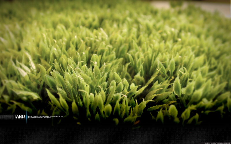 Close-up of green moss