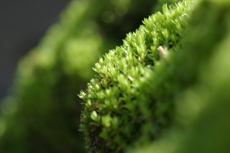close-up of green moss