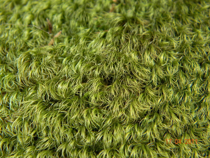 Close-up of Green Moss — Natural