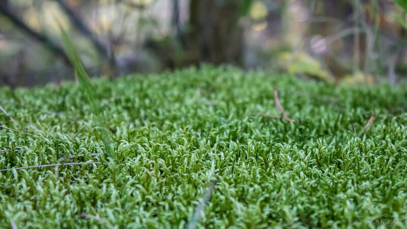 Close-up of green moss