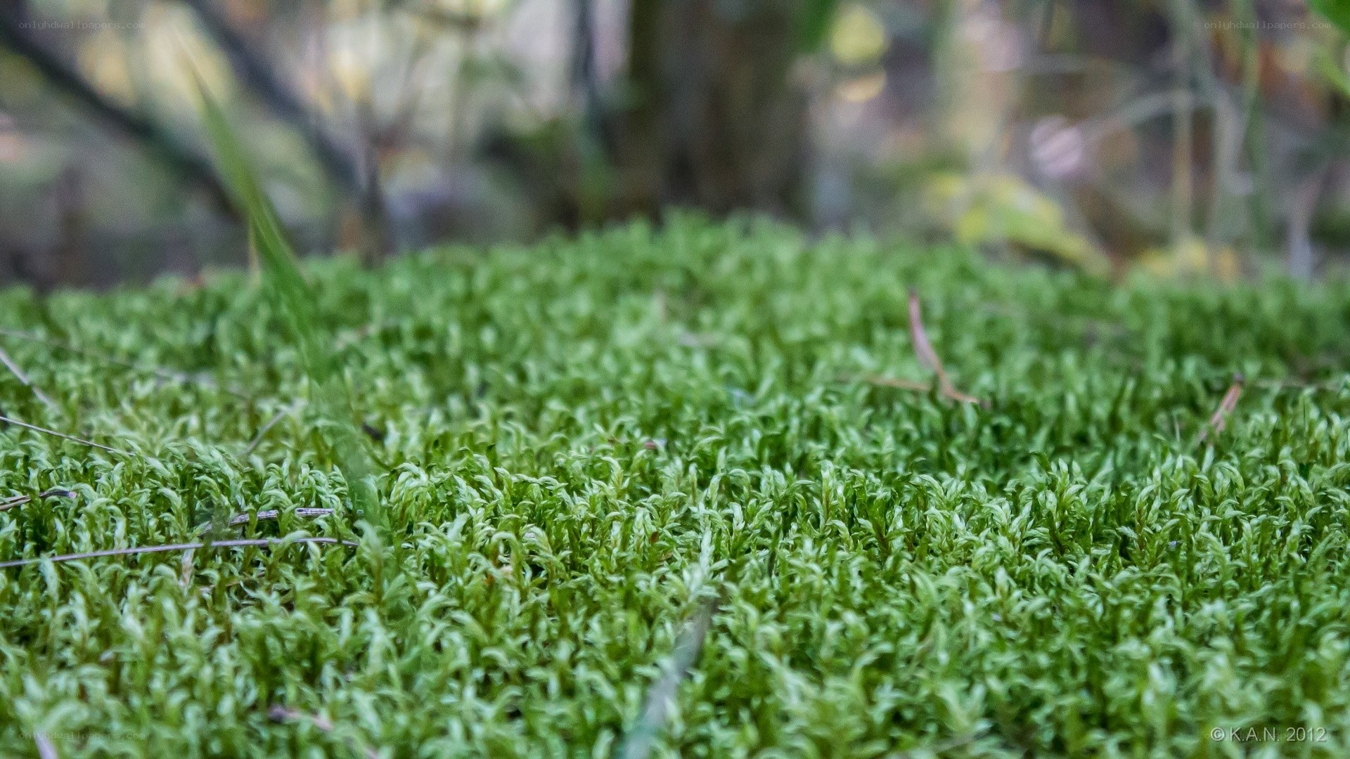 Close-up of green moss