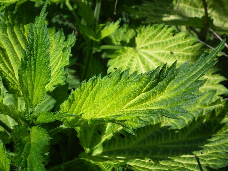 close-up of green nettle leaves