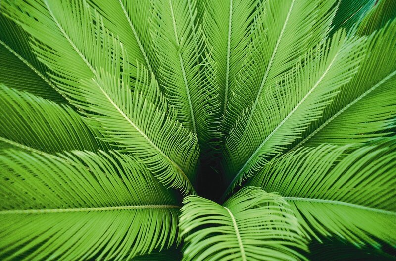 Close-up of green palm fronds