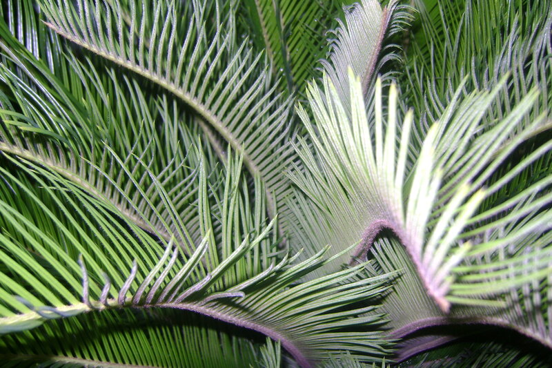 close-up of green palm fronds