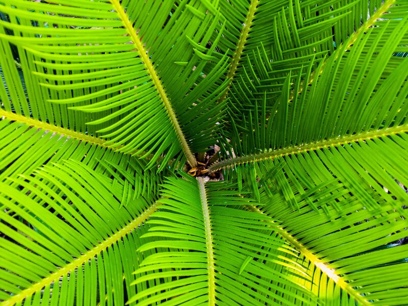 close-up of green palm fronds
