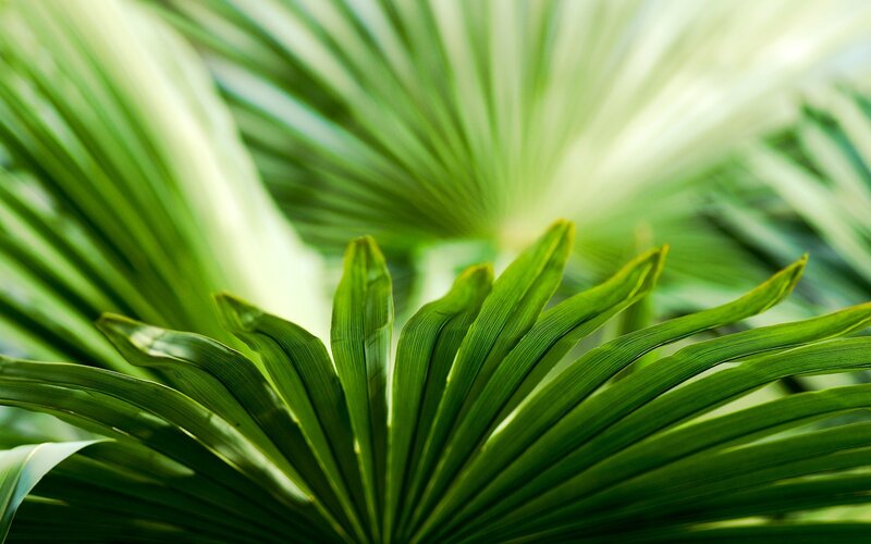 Close-up of green palm leaves