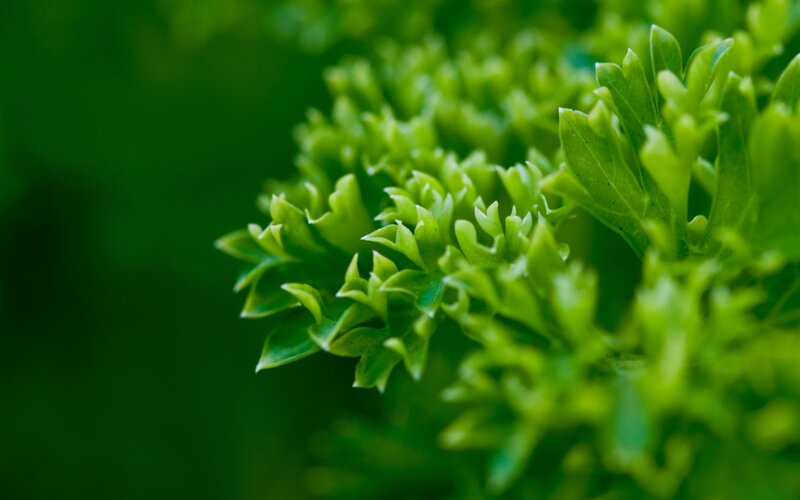 close-up of green parsley
