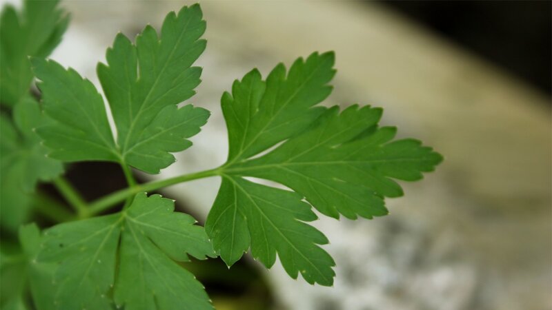 close-up of green parsley leaf