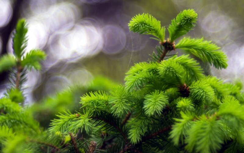 Close-up of green pine needles