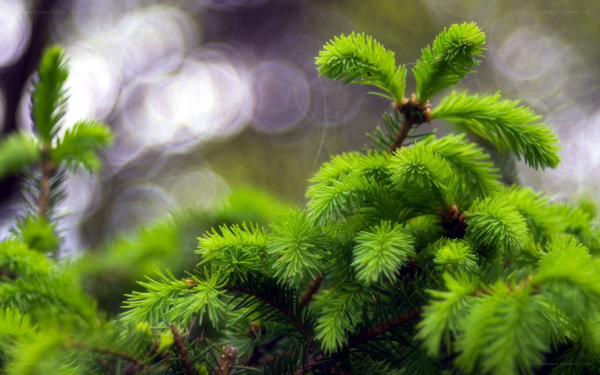 Close-up of green pine needles
