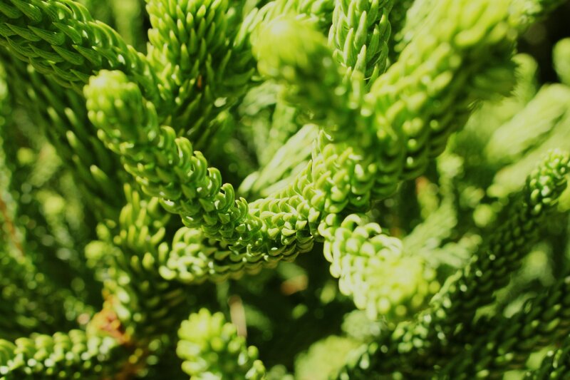 close-up of green plant