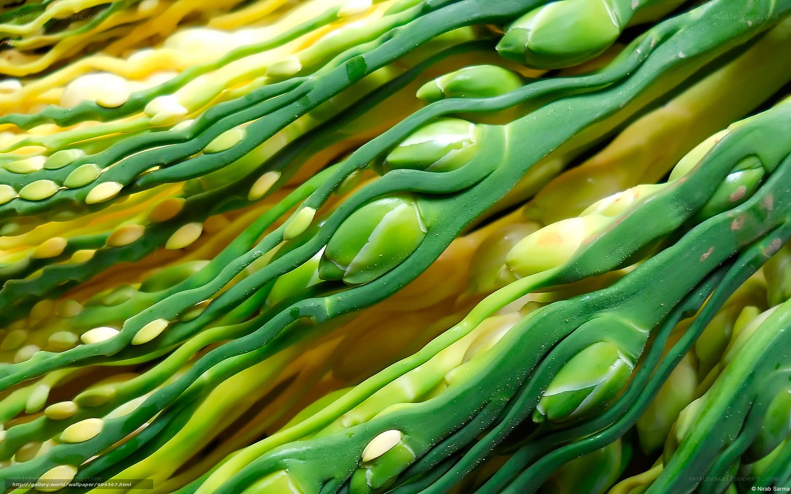 Close-up of green plant buds
