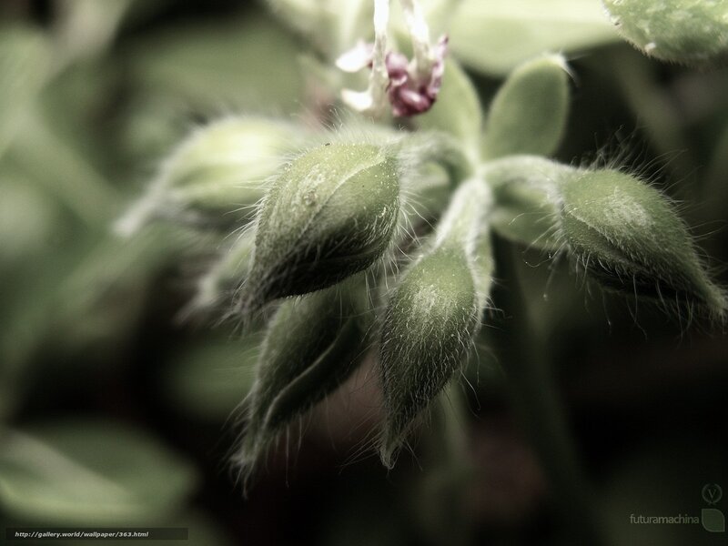 Close-up of green plant buds