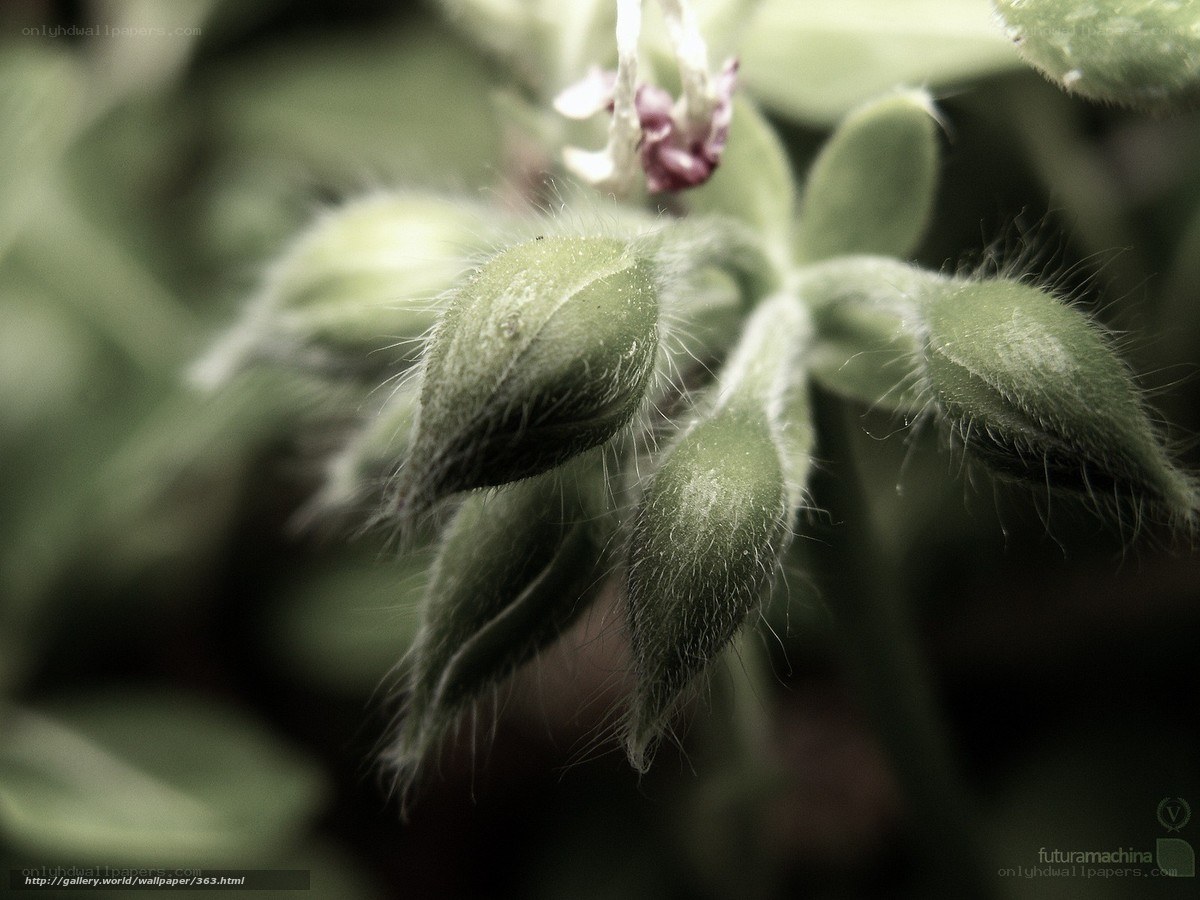 Close-up of green plant buds