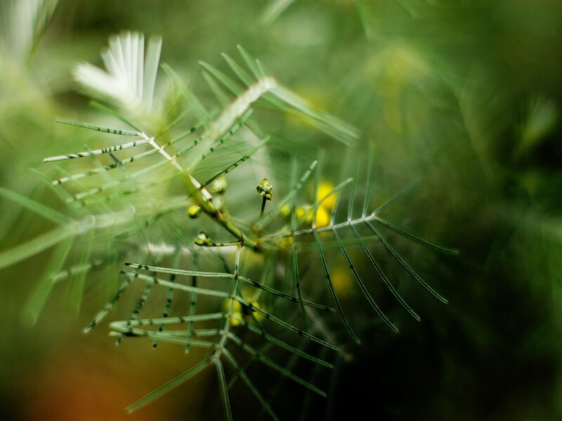Close-up of Green Plant — Calm, Photograph