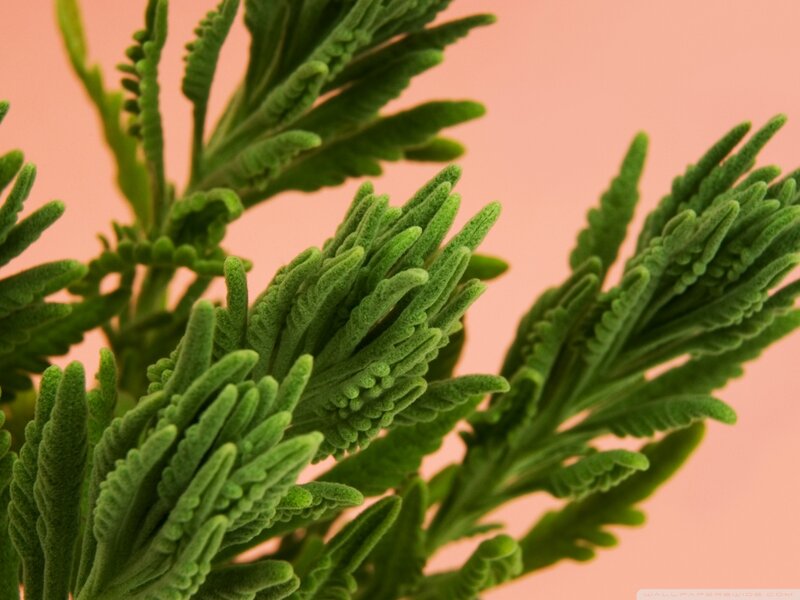 Close-up of Green Plant — Calm