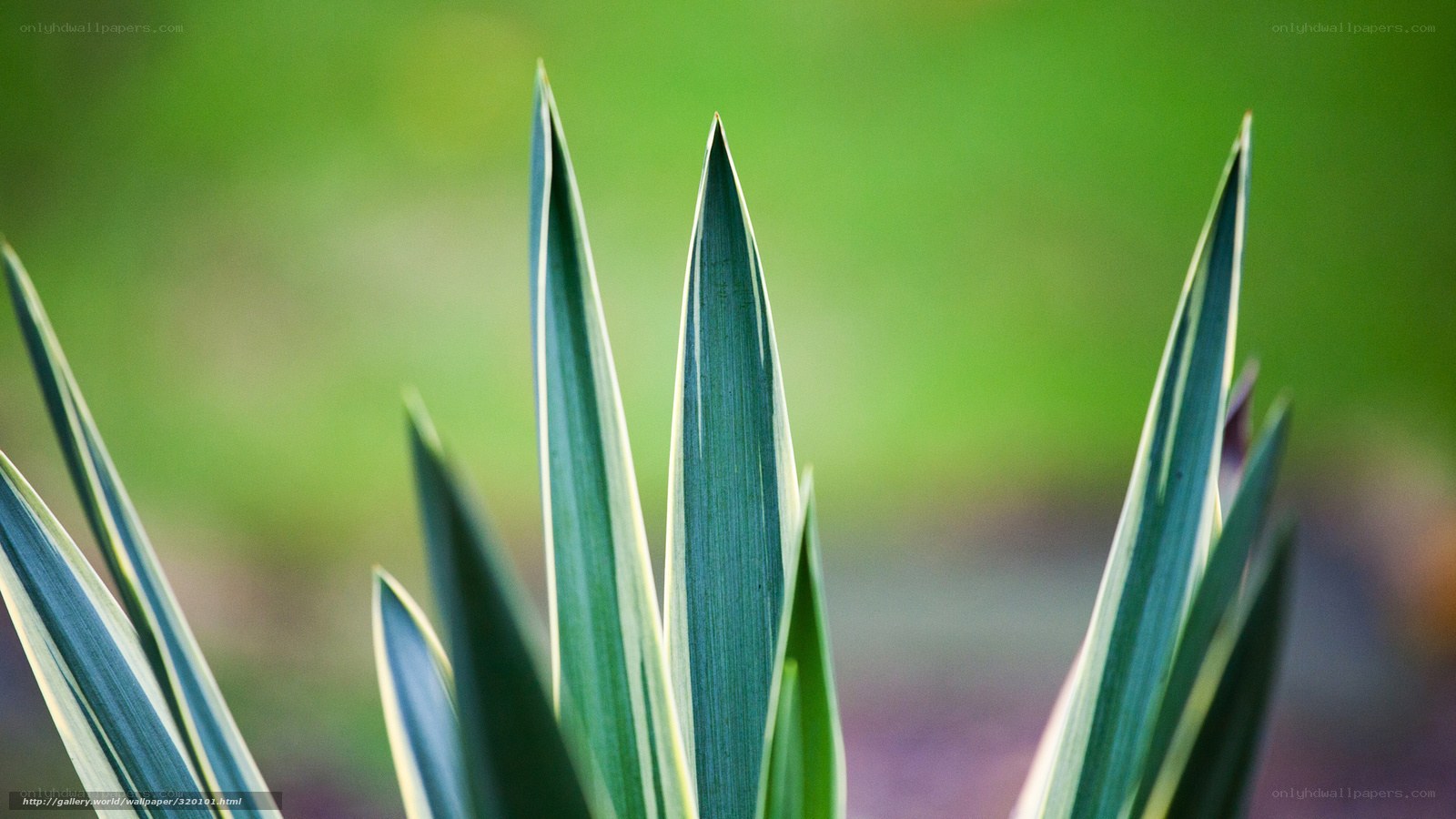 Close-up of green plant leaves