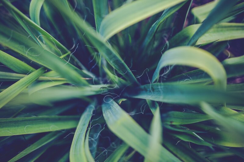 Close-up of Green Plant Leaves — Calm, Photograph
