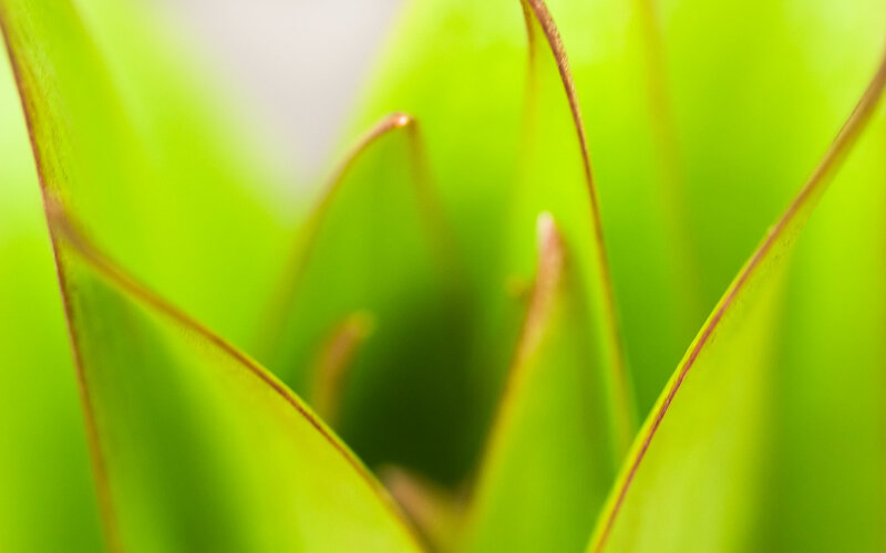 Close-up of Green Plant Leaves — Calm
