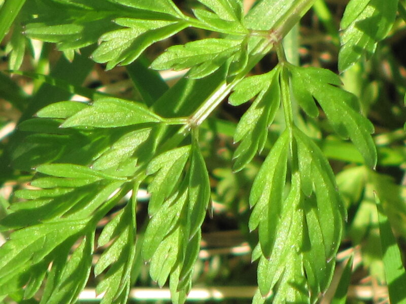Close-up of Green Plant Leaves — Natural